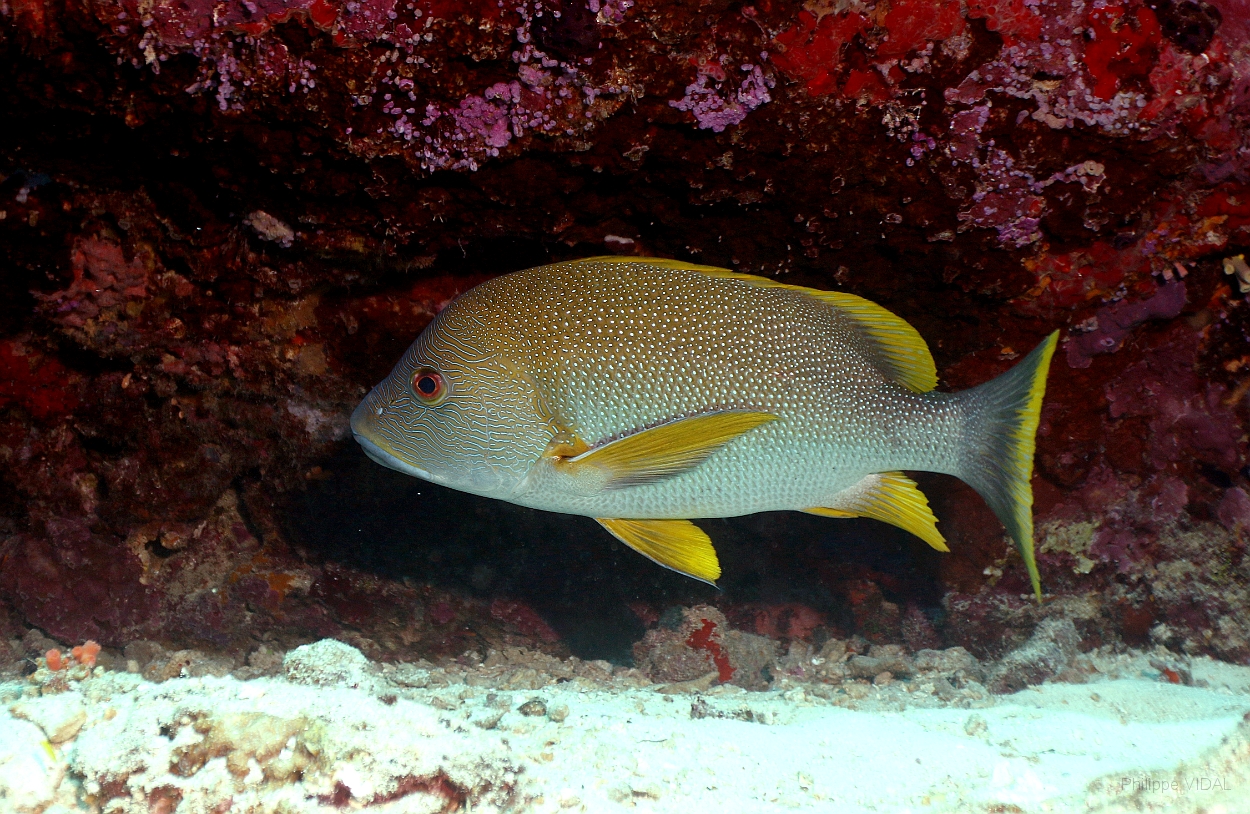 Sipadan_2015_Vivaneau Maori_ Lutjanus rivulatus_IMG_2413_rc.jpg